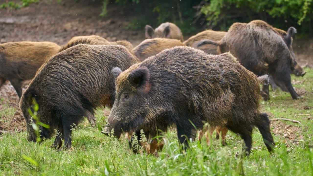 America’s 12 Most Destructive Invasive Species Taking Over Ecosystems - feral hogs dp196885608