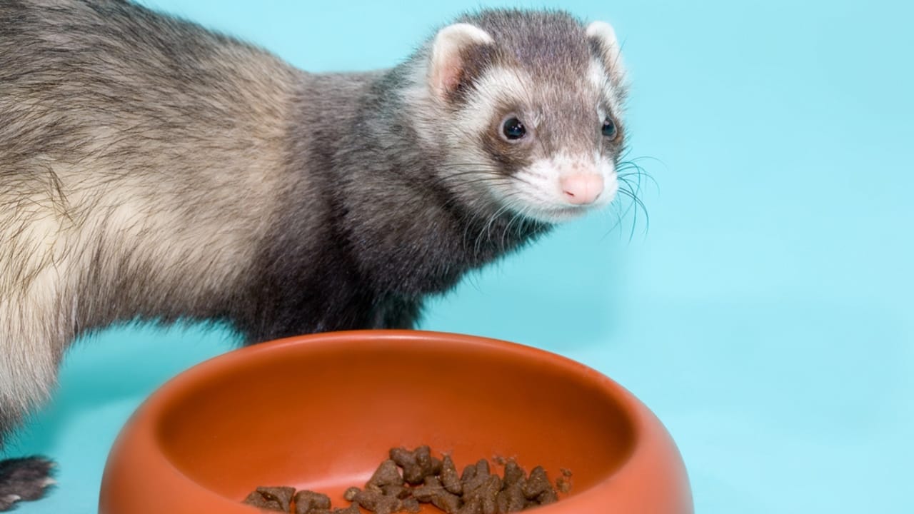 Thinking of Getting a Ferret? What You Need to Know About These Playful Pets 4 Thinking of Getting a Ferret? What You Need to Know About These Playful Pets - ferret eating dp33592489