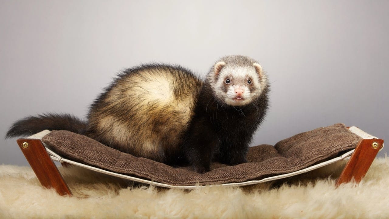 Releasing Captive Animals Sounds Noble but Here’s the Reality 14 Releasing Captive Animals Sounds Noble but Here’s the Reality - ferret in house dp189440888