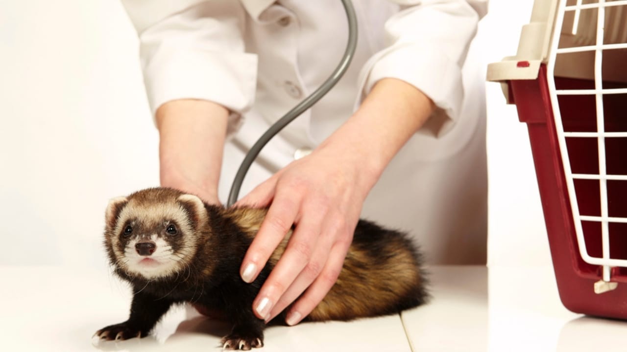 Thinking of Getting a Ferret? What You Need to Know About These Playful Pets 5 Thinking of Getting a Ferret? What You Need to Know About These Playful Pets - ferret vet dp243804462