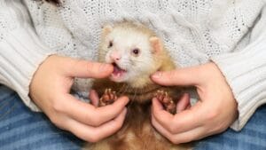 Thinking of Getting a Ferret? What You Need to Know About These Playful Pets 1 Thinking of Getting a Ferret? What You Need to Know About These Playful Pets - ferret with owner dp7428497