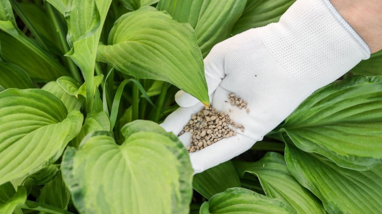 Why Fall Is Prime Time to Cut Hostas & Keep Pests Out 4 Why Fall Is Prime Time to Cut Hostas & Keep Pests Out - fertilizer hosta ss2316929831