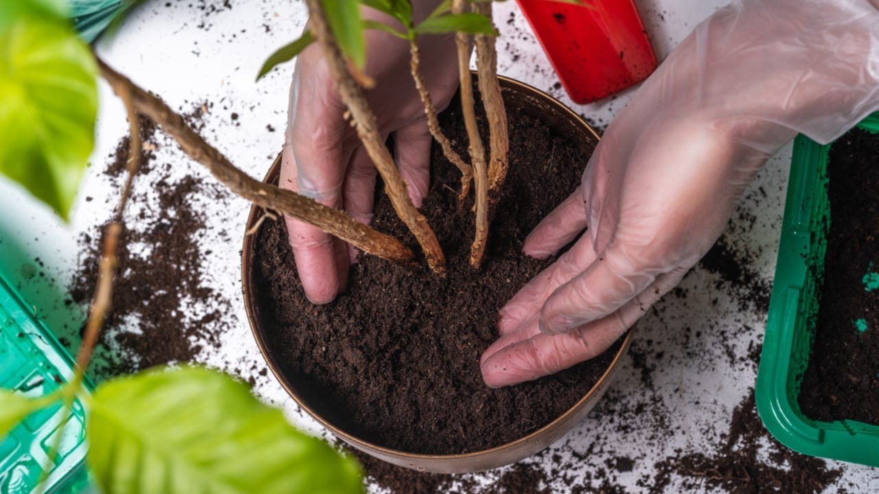Fertilize Hibiscus Like a Pro: Timing for the Best Blooms 5 Fertilize Hibiscus Like a Pro: Timing for the Best Blooms - fertilizing hibiscus fertile soil ss1719510745