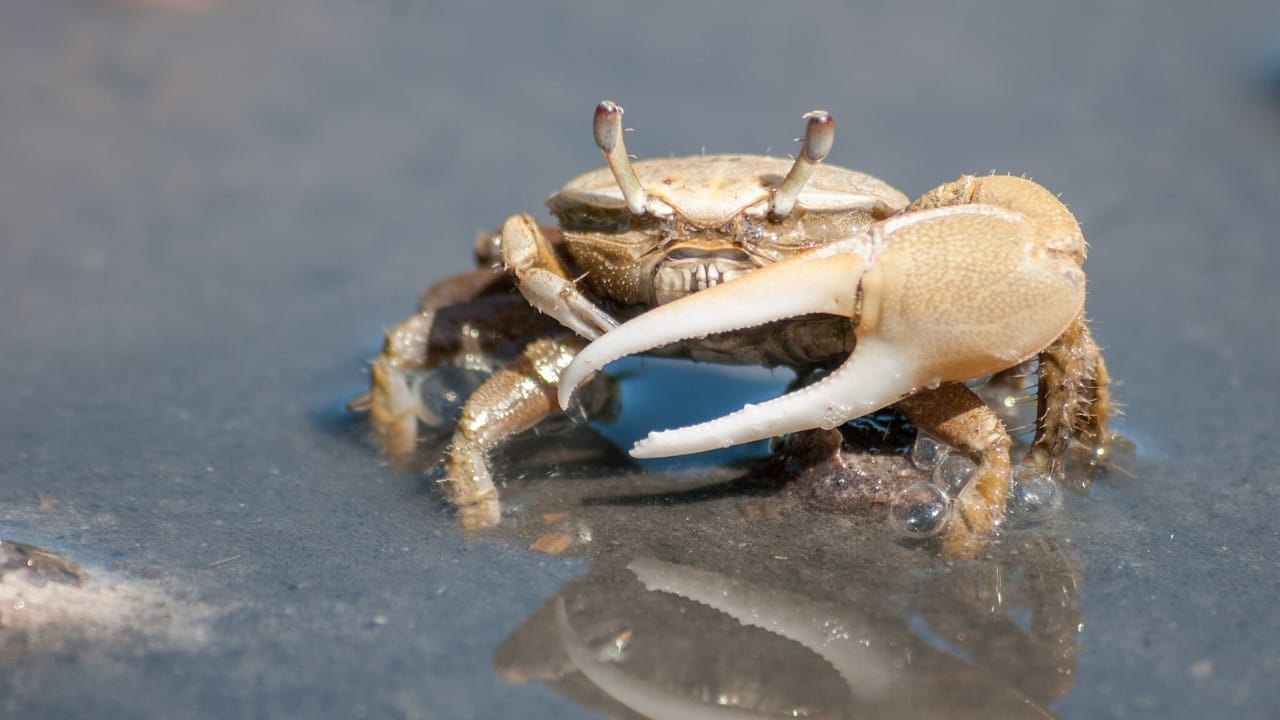 30 Unique Non-Fish Pets to Bring Life to Your Home Aquarium 23 30 Unique Non-Fish Pets to Bring Life to Your Home Aquarium - fiddler crab wc