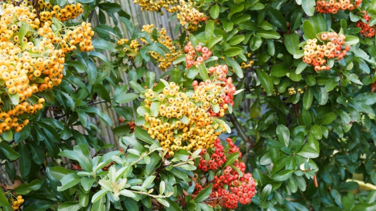 Plant These 13 Shrubs in the Fall for Fast Growth & Year-Round Beauty 10 Plant These 13 Shrubs in the Fall for Fast Growth & Year-Round Beauty - firethorn ss2392437839