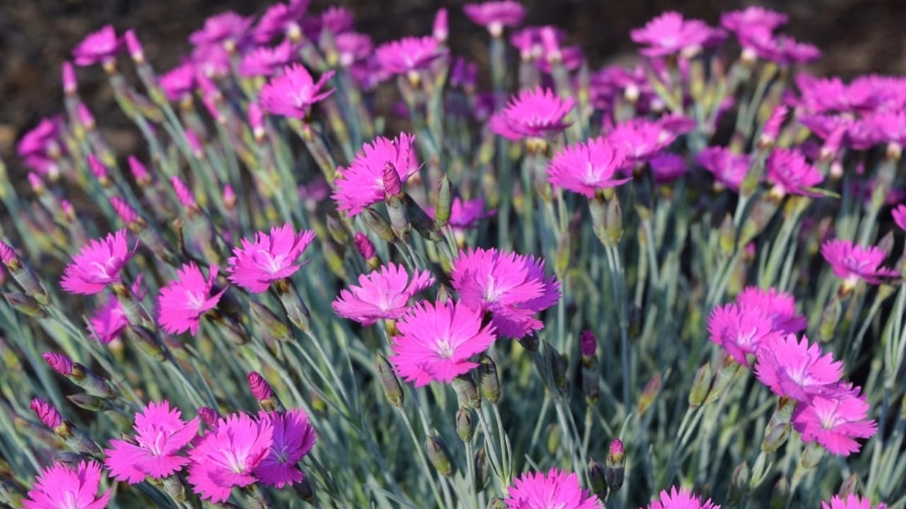 15 Weed-Busting & Drought-Proof Plants That Pull Double Duty 11 15 Weed-Busting & Drought-Proof Plants That Pull Double Duty - firewitch dianthus ss691165606