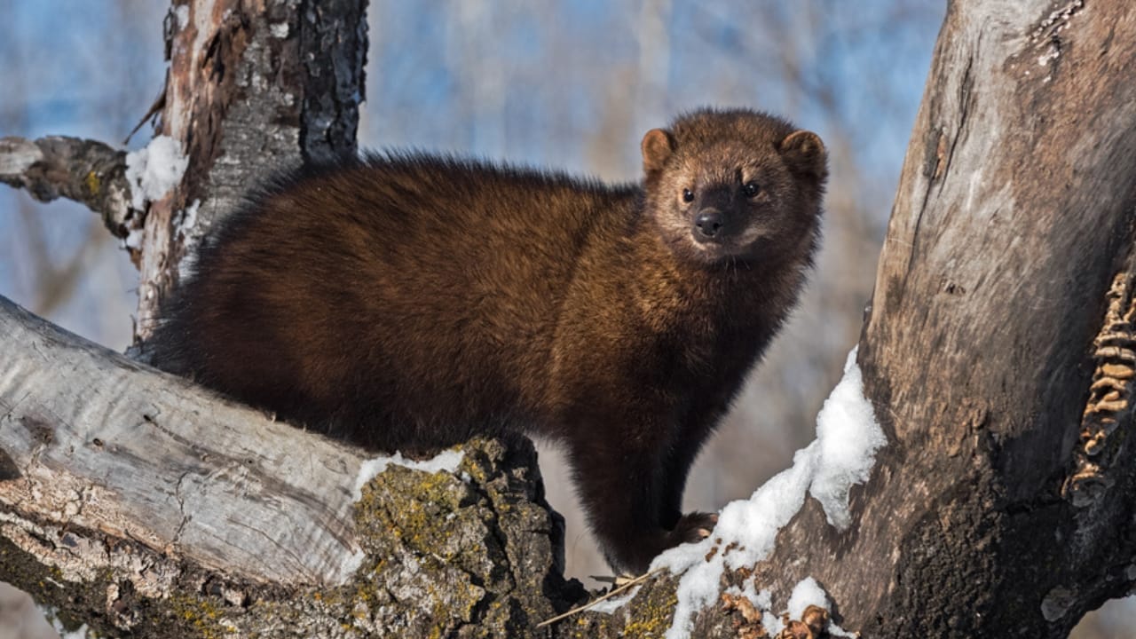 Don't Be Fooled: These 13 Animals May Look Like Ferrets, but They're Not 9 Don't Be Fooled: These 13 Animals May Look Like Ferrets, but They're Not - fisher ss1742722820