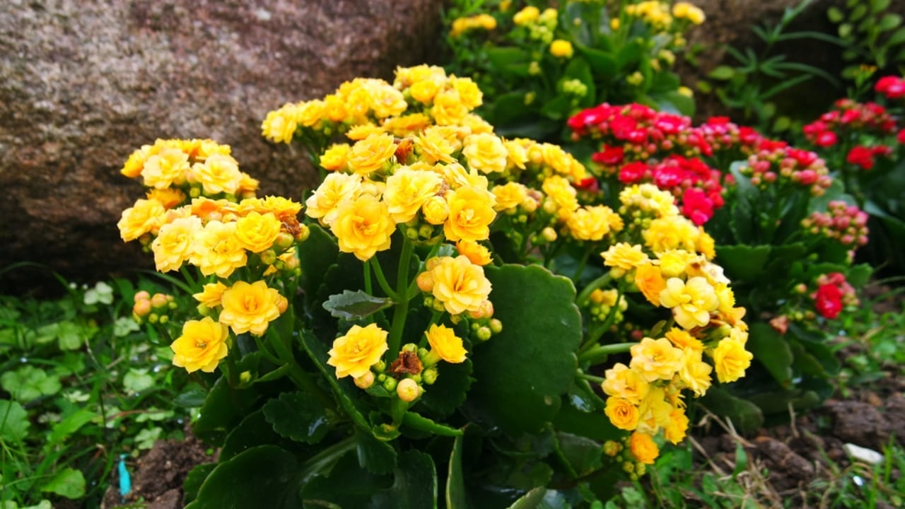 15 Succulents That Keep Weeds at Bay in Even the Driest Gardens 17 15 Succulents That Keep Weeds at Bay in Even the Driest Gardens - flaming katy ss1645911253