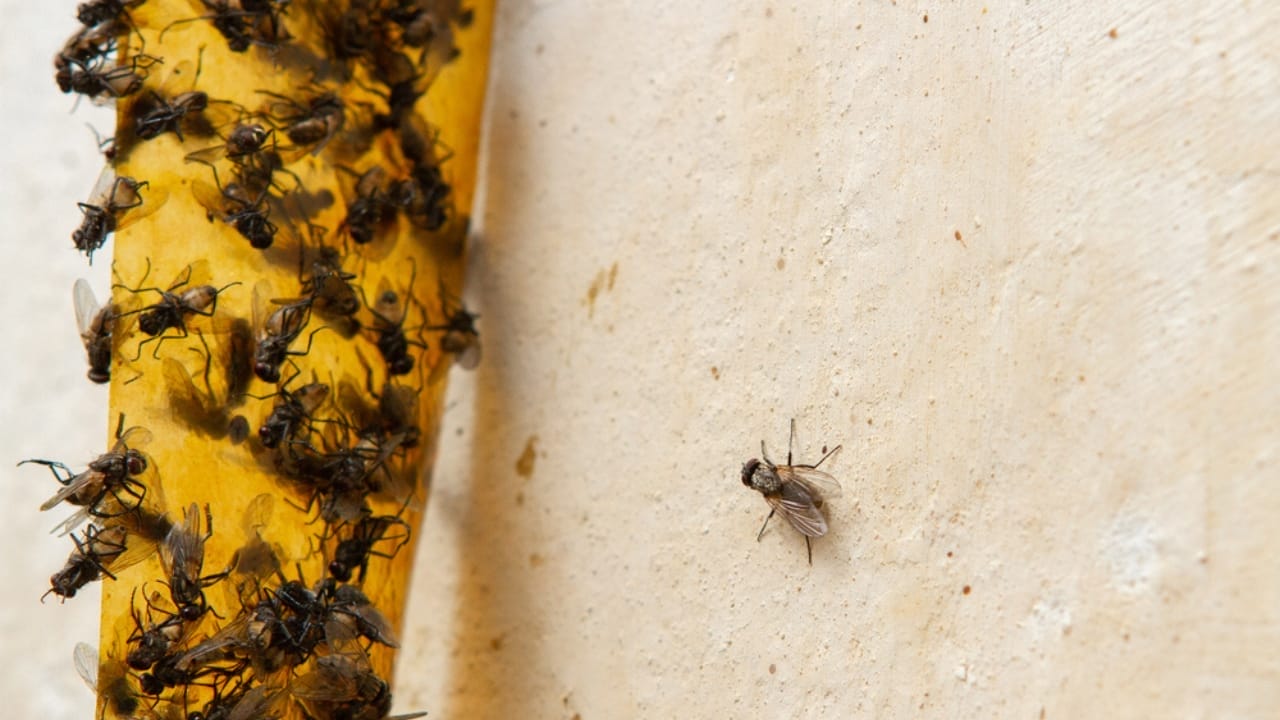 14 Instant Fixes to Keep Flies Away From Your Outdoor Spaces 4 14 Instant Fixes to Keep Flies Away From Your Outdoor Spaces - flies sticky fly paper dp332177862