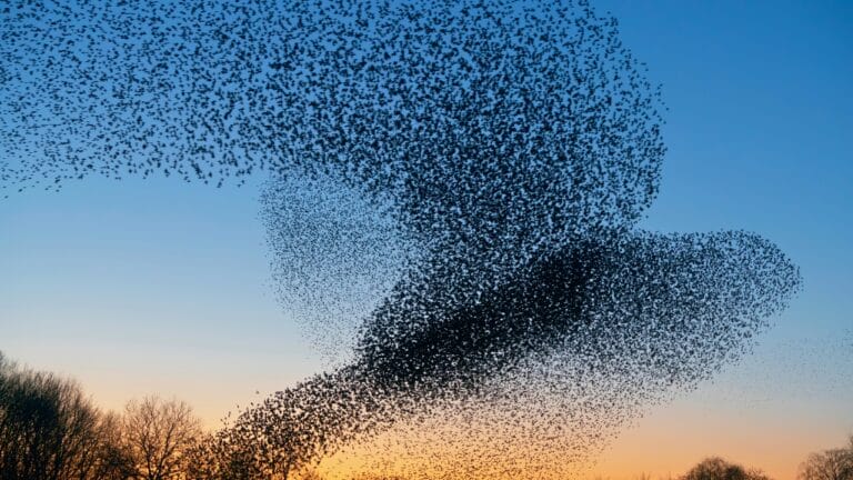 The Dark Cloud That's Actually Birds: Fall's Amazing Starling Show Happening Now 7 The Dark Cloud That's Actually Birds: Fall's Amazing Starling Show Happening Now - flock starling birds ss1638904891