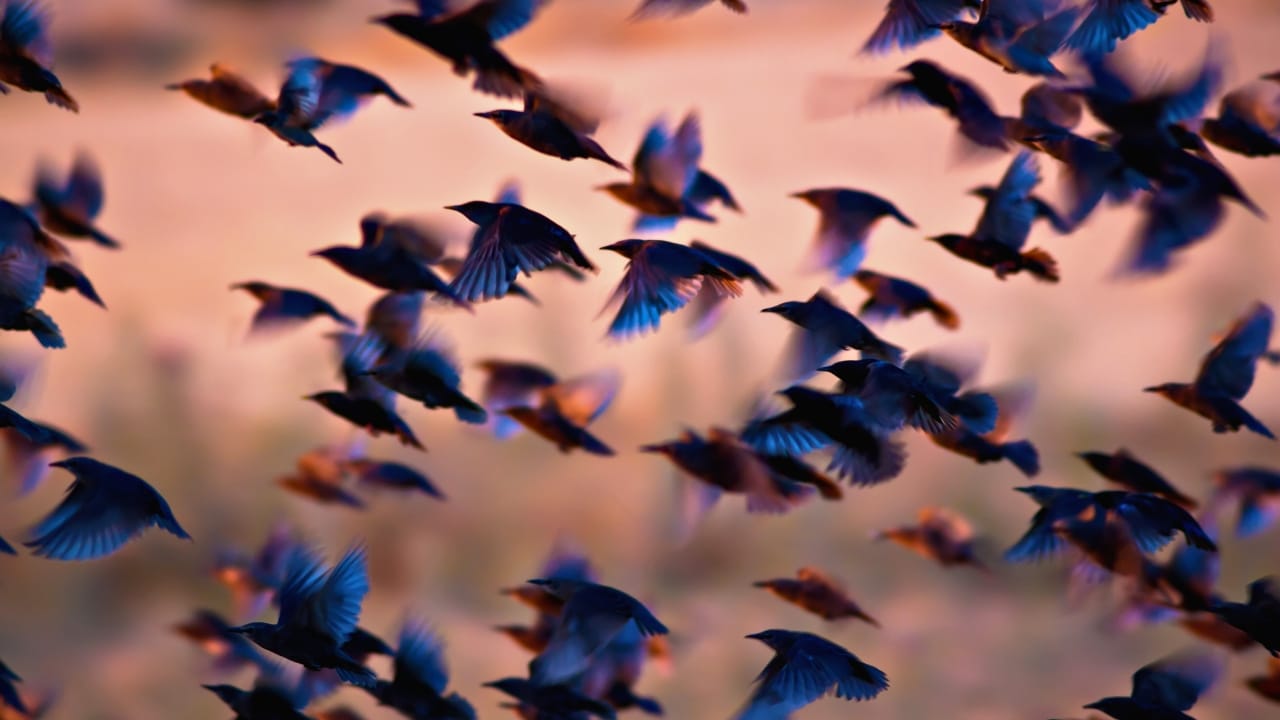 The Dark Cloud That's Actually Birds: Fall's Amazing Starling Show Happening Now - flock starling birds ss614886038