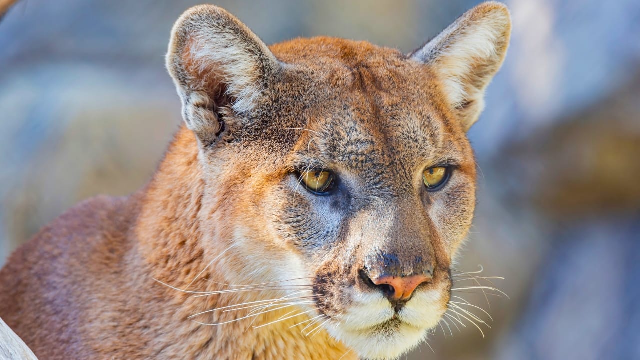 The 15 States Where You’re Most Likely to Spot a Cougar 16 The 15 States Where You’re Most Likely to Spot a Cougar - florida panther ss2210071055 degm
