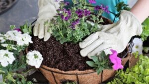 10 Stunning Container Plants Perfect for Shade 1 10 Stunning Container Plants Perfect for Shade - flower in pot dp196909632