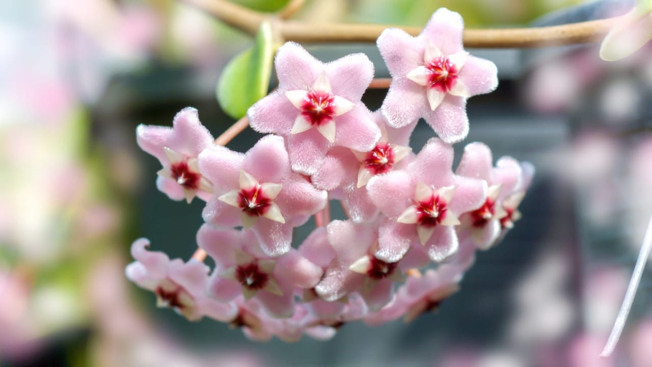 The Houseplant That Looks Like Porcelain & Smells Like Heaven - flowers hoya carnosa dp56223801