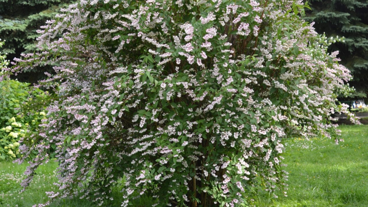 10 Trees to Make Your Backyard Smell Like Paradise - fragrant abelia tree dp49192411