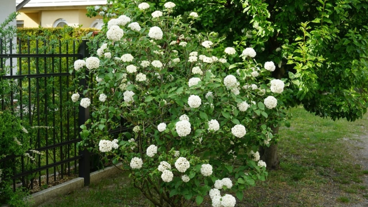 10 Trees to Make Your Backyard Smell Like Paradise - fragrant snowball ss2253515459