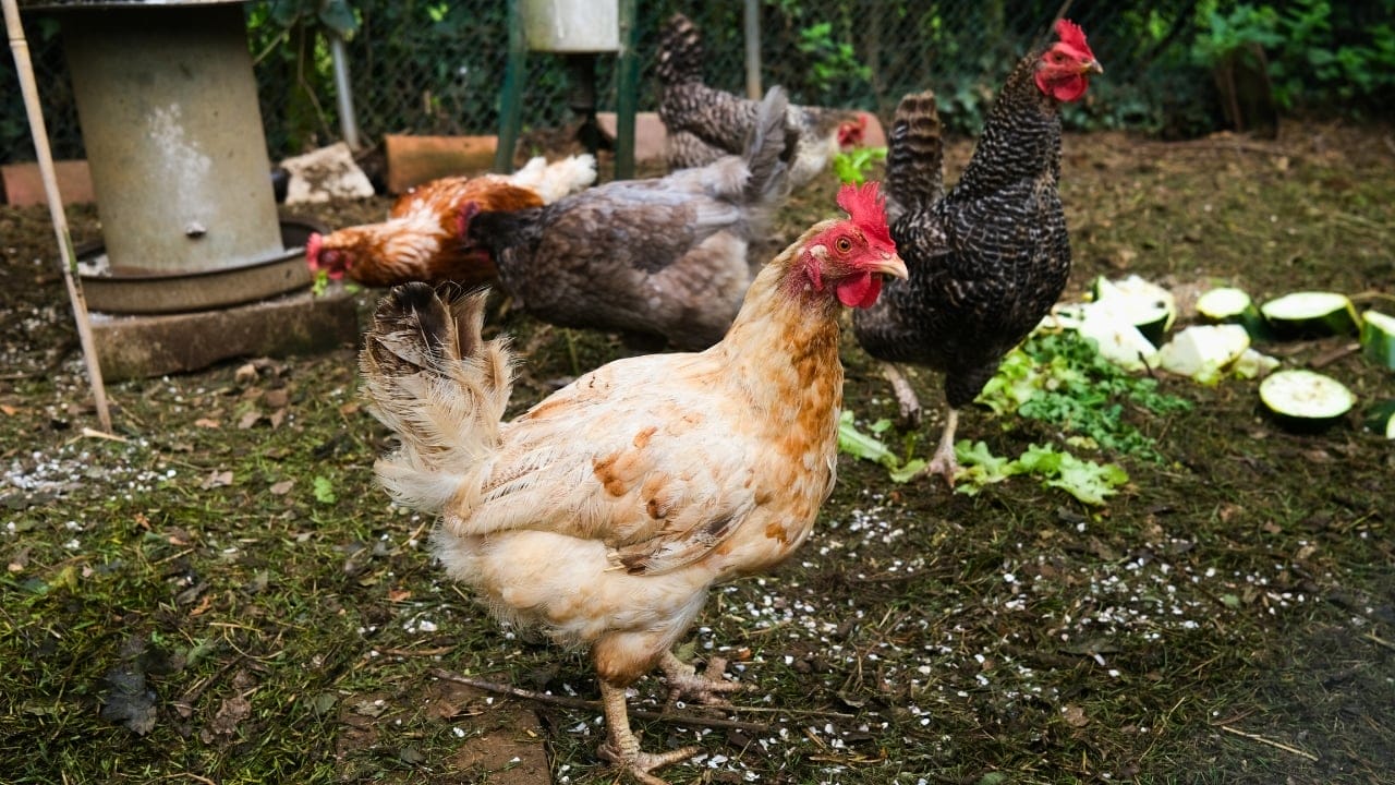 Homemade Chicken Feed 101: Health-Boosting Recipes, Including Our Tried-and-True Favorite - free range chickens eating vegetable scraps ss2129177009