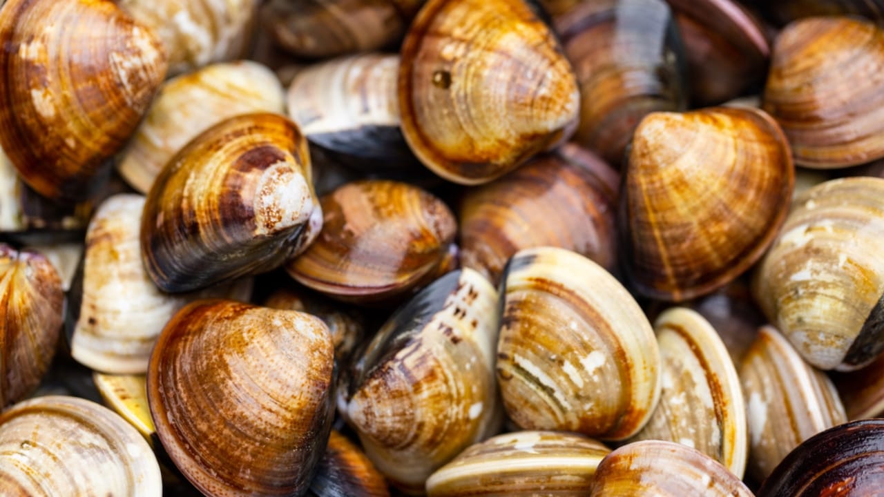 30 Unique Non-Fish Pets to Bring Life to Your Home Aquarium 3 30 Unique Non-Fish Pets to Bring Life to Your Home Aquarium - fresh clam dp647192374