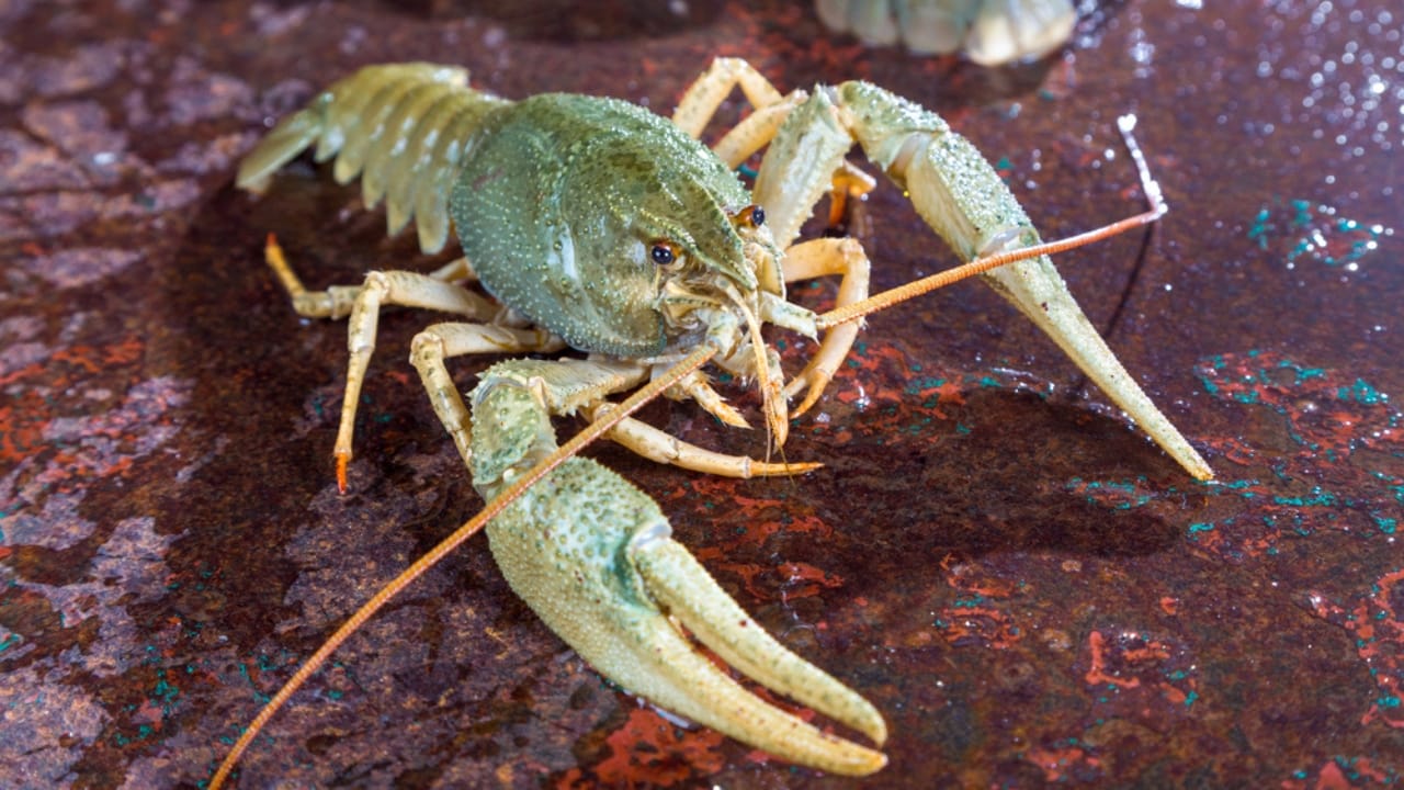 30 Unique Non-Fish Pets to Bring Life to Your Home Aquarium 2 30 Unique Non-Fish Pets to Bring Life to Your Home Aquarium - freshwater crayfish dp49265531