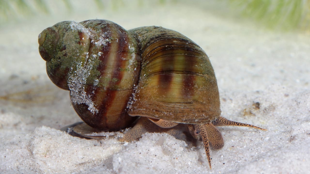 30 Unique Non-Fish Pets to Bring Life to Your Home Aquarium 6 30 Unique Non-Fish Pets to Bring Life to Your Home Aquarium - freshwater snail dp44763003