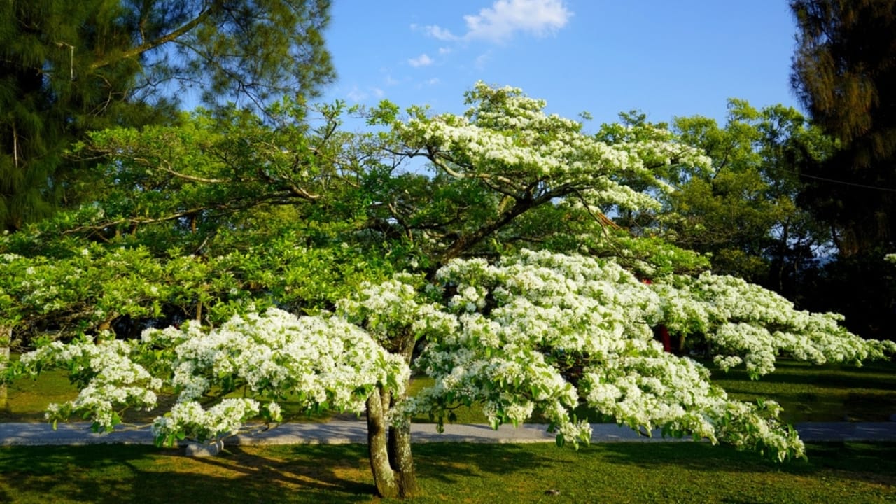 10 Trees to Make Your Backyard Smell Like Paradise 5 10 Trees to Make Your Backyard Smell Like Paradise - fringe tree ss2157808373