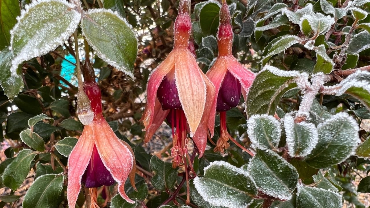 8 Easy Tips to Overwinter & Protect Your Fuchsias from Icy Winters 9 8 Easy Tips to Overwinter & Protect Your Fuchsias from Icy Winters - fuchsia flower winter ss2240024095