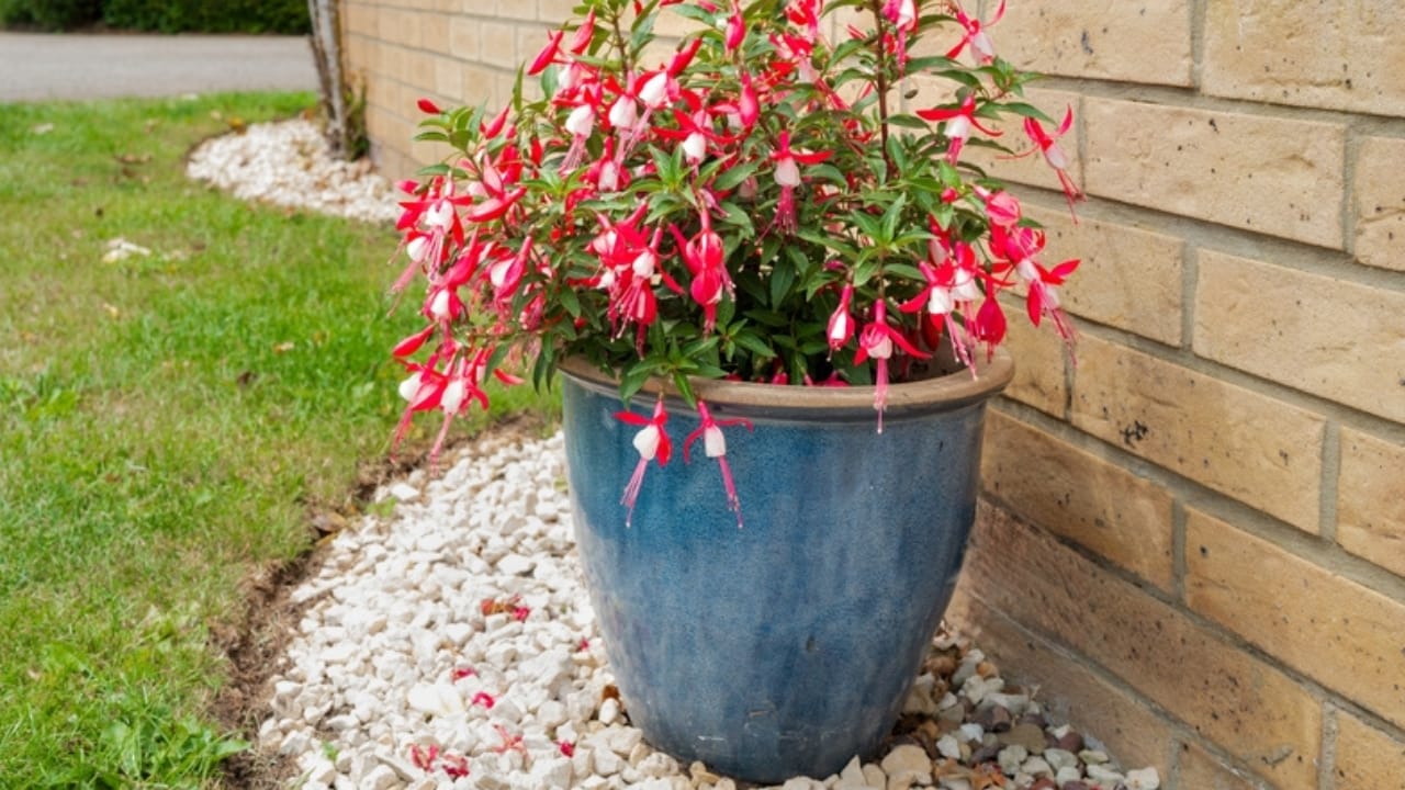 8 Easy Tips to Overwinter & Protect Your Fuchsias from Icy Winters 4 8 Easy Tips to Overwinter & Protect Your Fuchsias from Icy Winters - fuchsia in pot ss2480336191