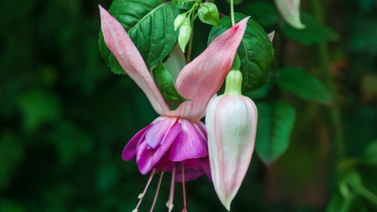 8 Easy Tips to Overwinter & Protect Your Fuchsias from Icy Winters 7 8 Easy Tips to Overwinter & Protect Your Fuchsias from Icy Winters - fuchsia prune ss2491412193
