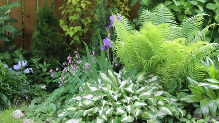 Achieve a Weed-Free Garden with These 15 Perennial Ferns 1 Achieve a Weed-Free Garden with These 15 Perennial Ferns - garden landscape ss2235697351