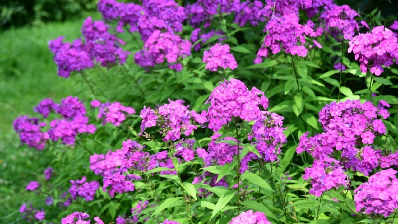 17 Plants That Add Beauty & Amazing Scents to Your Yard 19 17 Plants That Add Beauty & Amazing Scents to Your Yard -