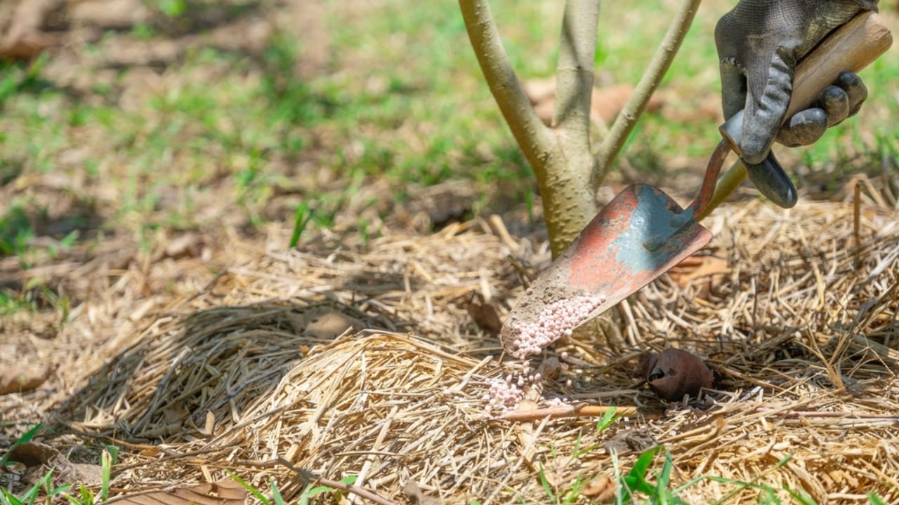 13 Scents to Keep Squirrels & Chipmunks Out of Your Garden 6 13 Scents to Keep Squirrels & Chipmunks Out of Your Garden - gardener sprinkle granulated fertilizer ss2168445589