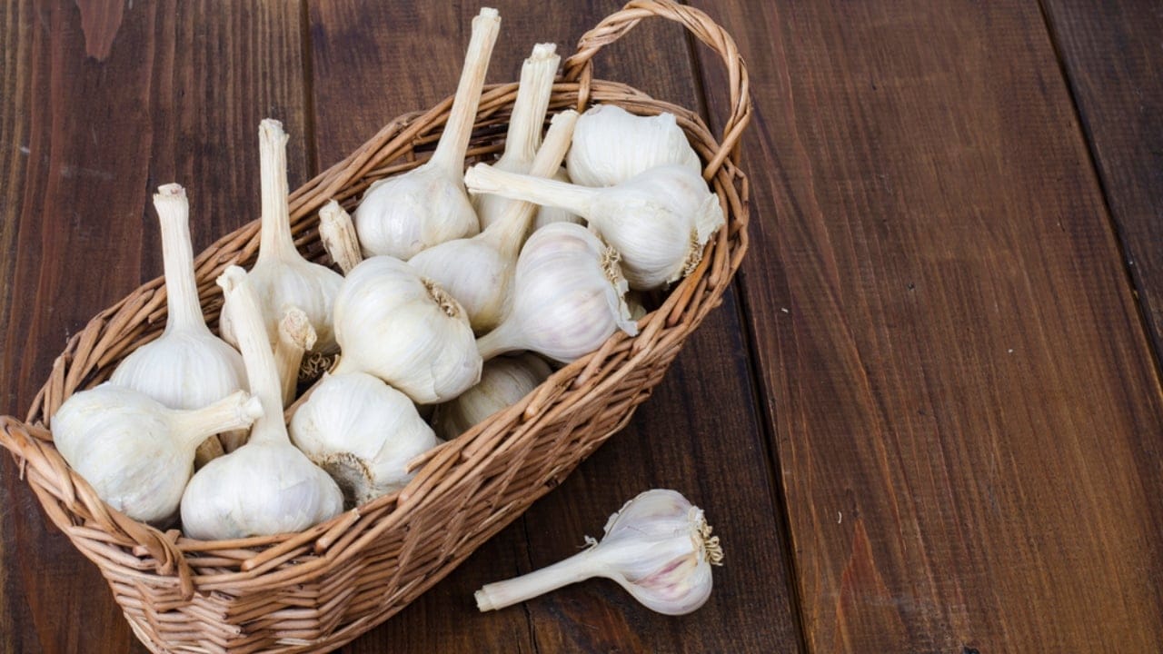 The Herbs I Stopped Using After My Chickens Got Sick 3 The Herbs I Stopped Using After My Chickens Got Sick - garlic dp448807326