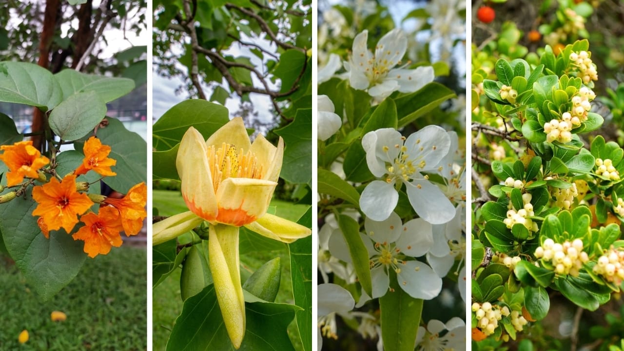 Hummingbird Trees Made Easy: Grow Unique Beauties with These Expert Tips 3 Hummingbird Trees Made Easy: Grow Unique Beauties with These Expert Tips - geiger tulip crab apple and strawberry tree ss24615573611978532642 21696715852108353847