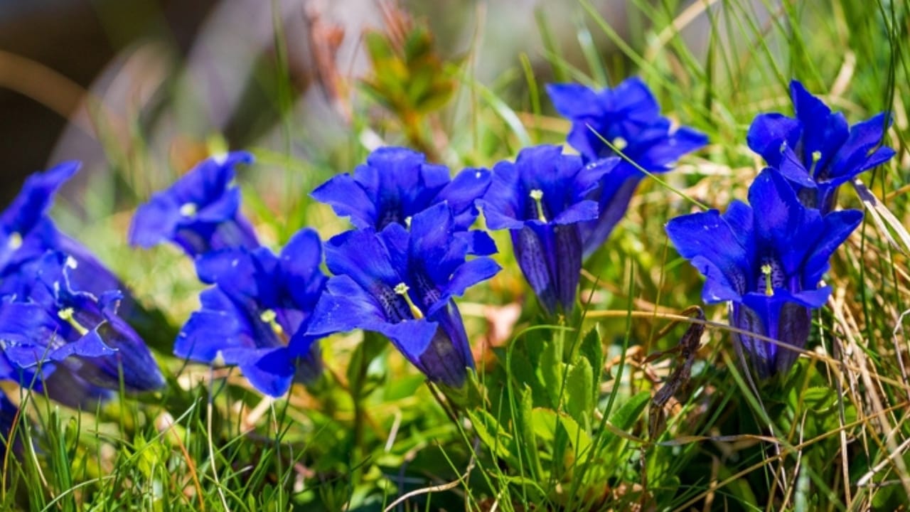 Bring Rare Blue Blooms to Your Garden With These Perennials 8 Bring Rare Blue Blooms to Your Garden With These Perennials - gentian ss2176457645