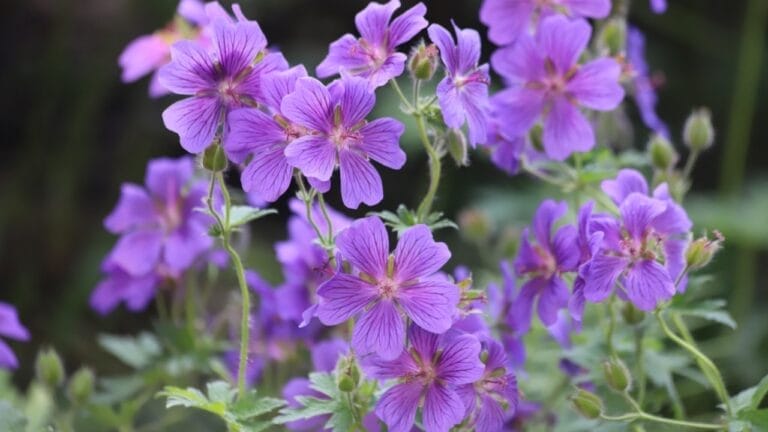 15 Shade-Loving Perennials That Naturally Eliminate Weeds 1 15 Shade-Loving Perennials That Naturally Eliminate Weeds - geranium magnificum ss2512096889