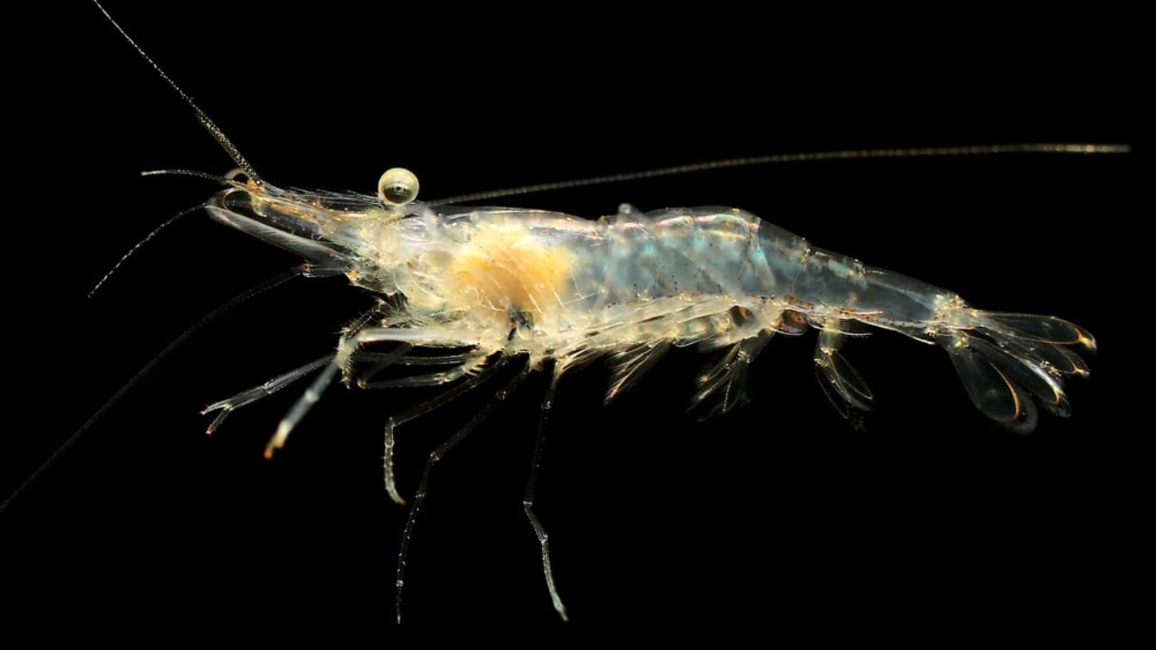 30 Unique Non-Fish Pets to Bring Life to Your Home Aquarium 9 30 Unique Non-Fish Pets to Bring Life to Your Home Aquarium - ghost shrimp dp249632144