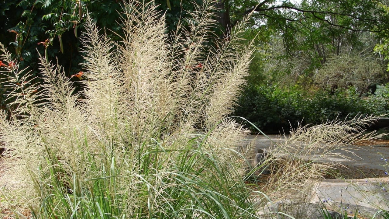 Say Goodbye to Weeds with These 15 Ornamental Grasses 12 Say Goodbye to Weeds with These 15 Ornamental Grasses - giant sacaton ss718867687