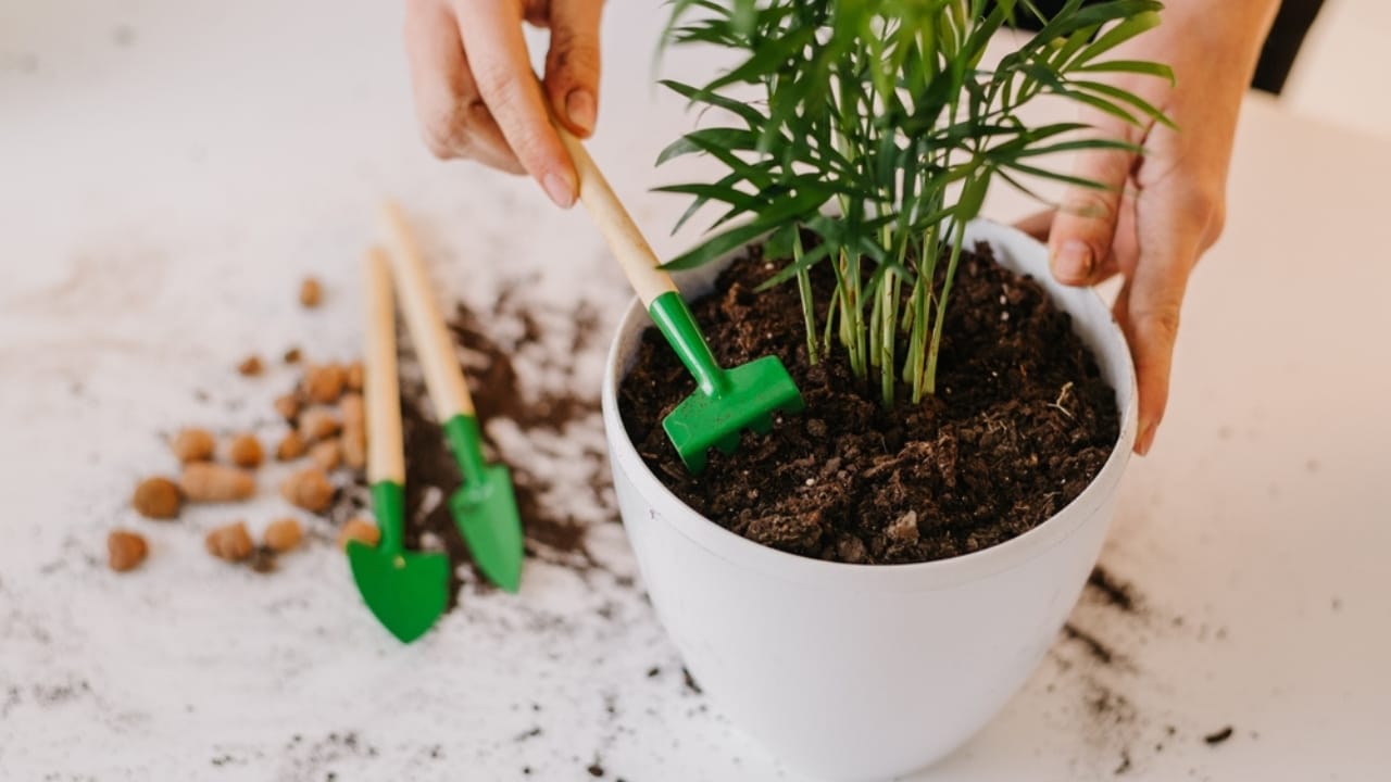 Revitalize Your Indoor Plants Instantly with This Easy Cornstarch Trick 5 Revitalize Your Indoor Plants Instantly with This Easy Cornstarch Trick - girl gardener hands transplanting indoor plants ss2262403877