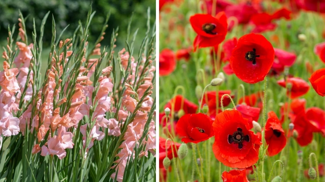 From January to December: The Meaning of Your Birth Flowers - gladiolus and poppy ss24127506932460958685