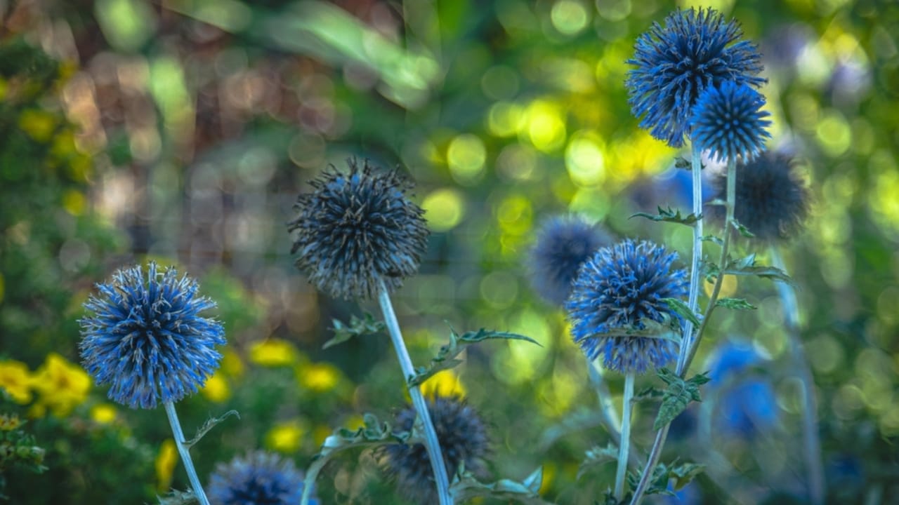 Bring Rare Blue Blooms to Your Garden With These Perennials 7 Bring Rare Blue Blooms to Your Garden With These Perennials - globe thistle ss2502940965