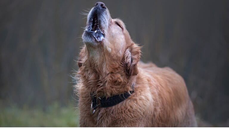 Golden Retriever Charlie's World Record-Breaking Bark & 15 Loudest Barking Breeds - golden retriever dog barking ss1608255703