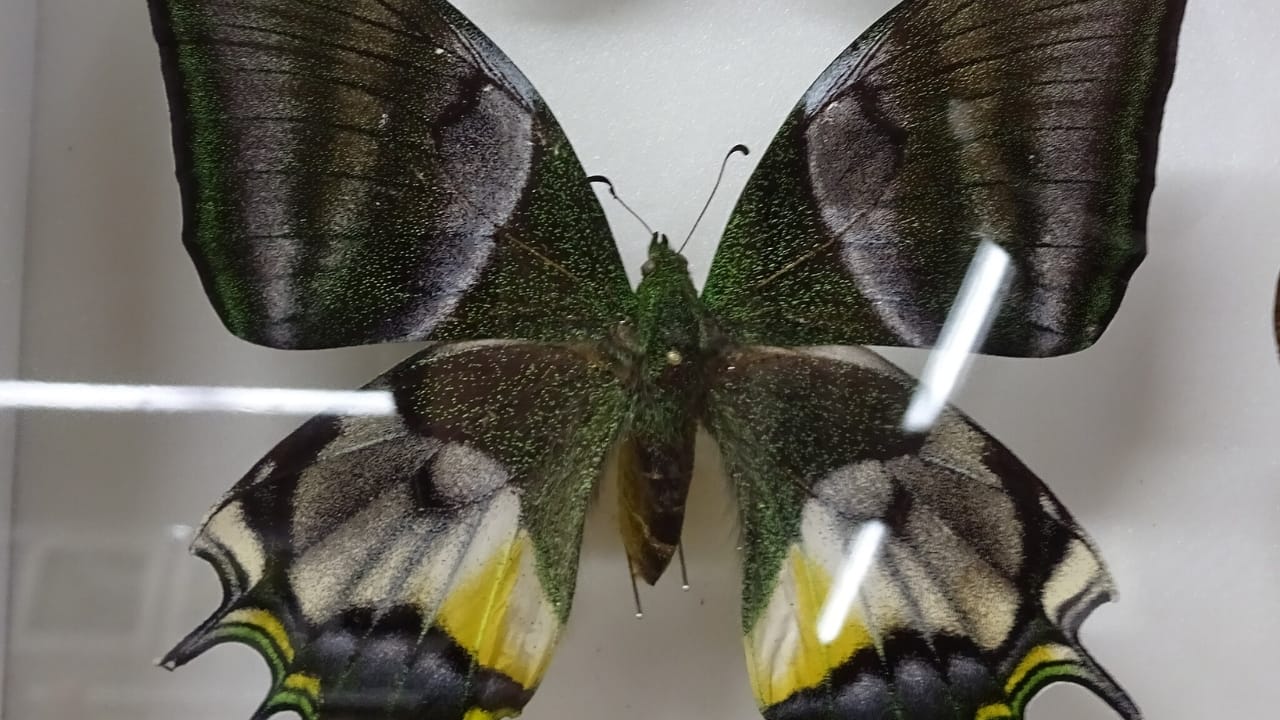 13 of the World’s Rarest Butterflies You’ll Be Lucky to See Even Once 12 13 of the World’s Rarest Butterflies You’ll Be Lucky to See Even Once - golden kaiser i hind wc