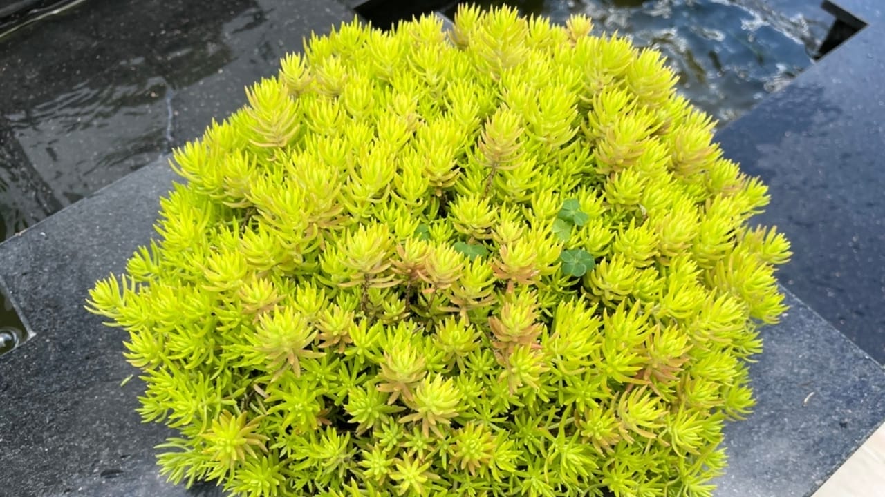 15 Succulents That Keep Weeds at Bay in Even the Driest Gardens 10 15 Succulents That Keep Weeds at Bay in Even the Driest Gardens - golden strone crop succulent ss2454850503