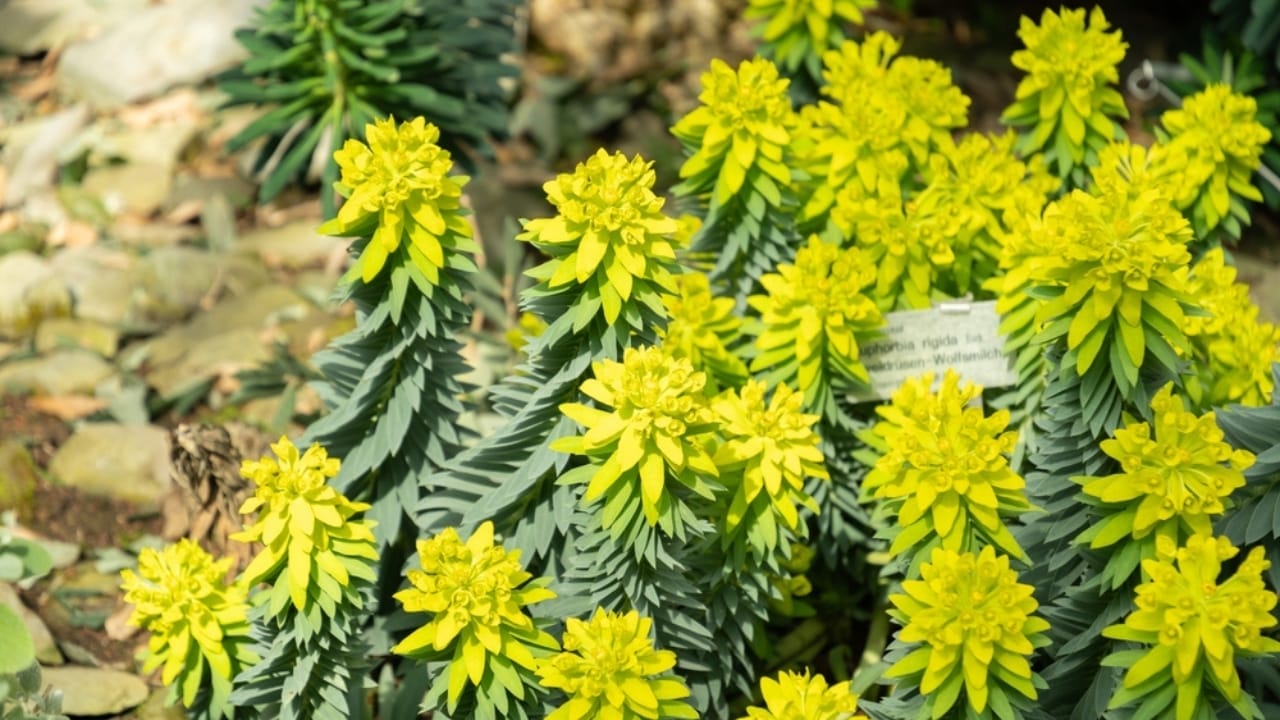 15 Succulents That Keep Weeds at Bay in Even the Driest Gardens 9 15 Succulents That Keep Weeds at Bay in Even the Driest Gardens - gopher plant ss2443178609