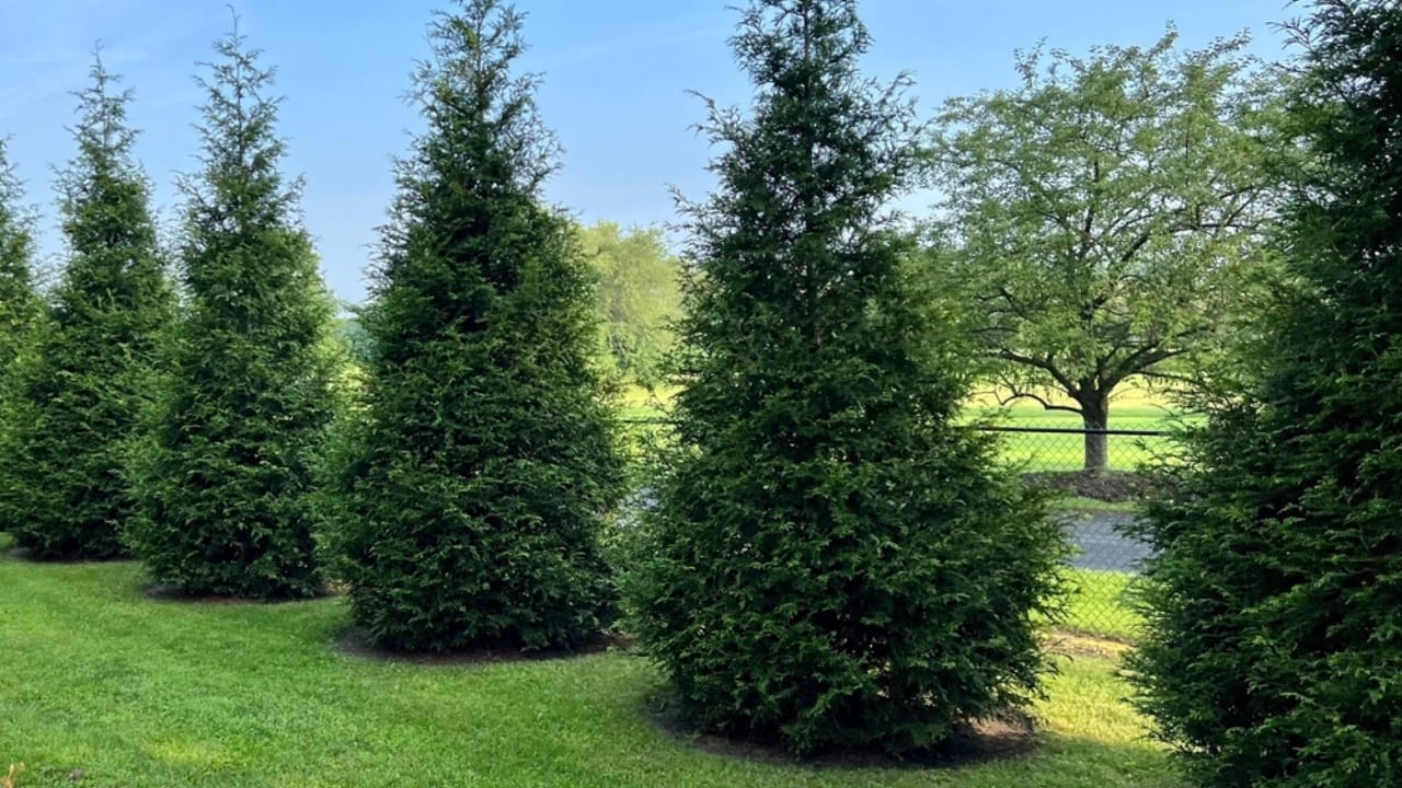 Skip the Fence: 18 Fast-Growing Shrubs for Instant Privacy 3 Skip the Fence: 18 Fast-Growing Shrubs for Instant Privacy - green giant arborvitae ss2358905279