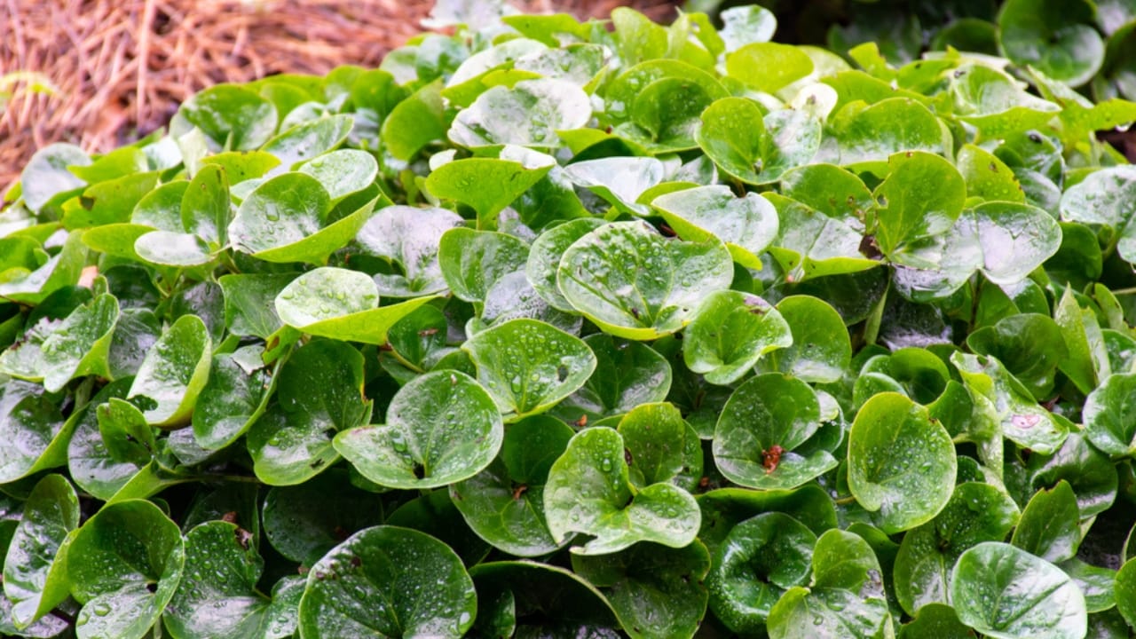 Mastering the Art of Growing Wild Ginger: A Shade-Loving Groundcover Gem - green leaves of asarum europaeum dp521186834