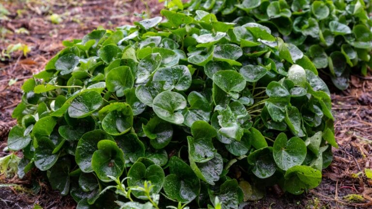 Mastering the Art of Growing Wild Ginger: A Shade-Loving Groundcover Gem - green leaves of asarum europaeum medicinal plant dp535363708