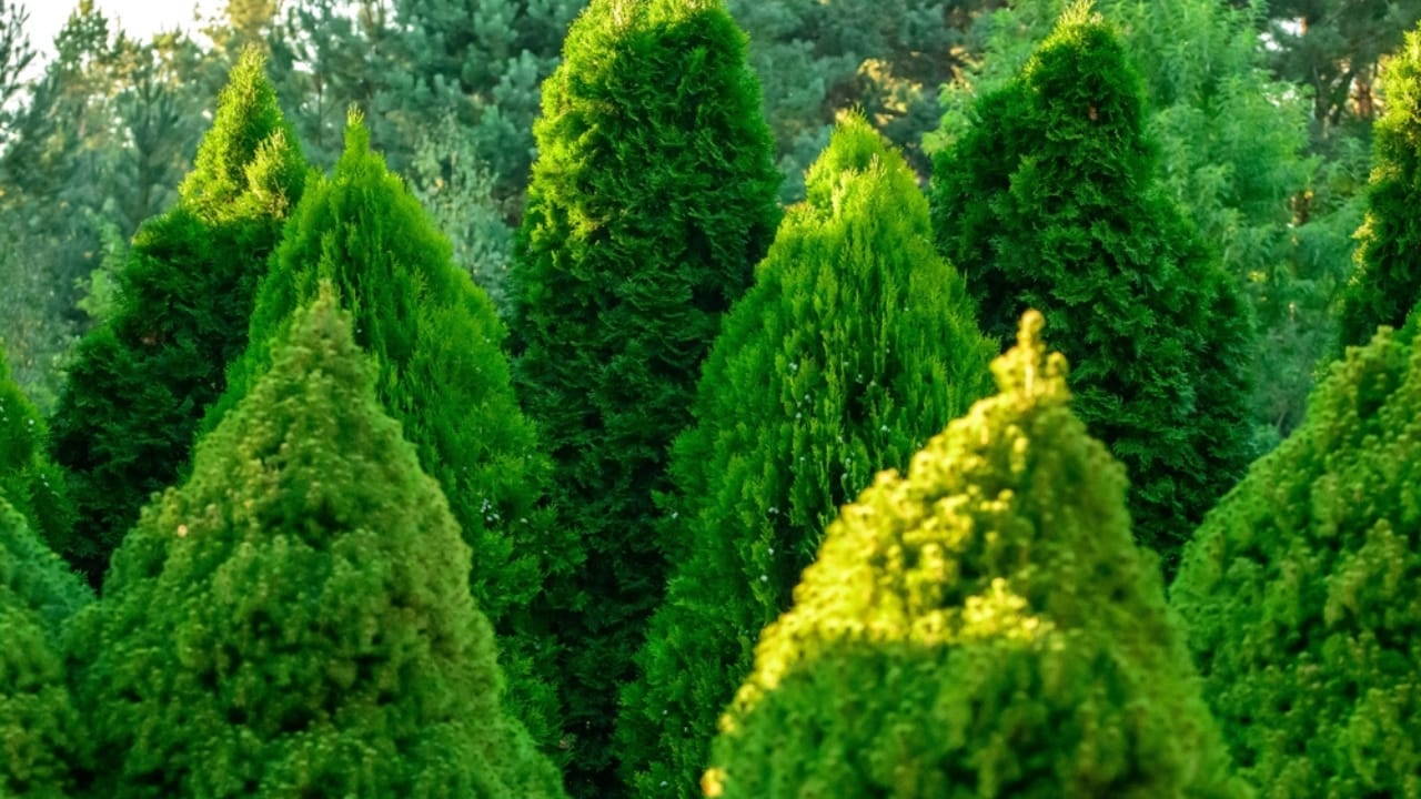 10 Beautiful Privacy Trees to Transform Your Fence Line into a Secluded Oasis 3 10 Beautiful Privacy Trees to Transform Your Fence Line into a Secluded Oasis - green thujas growing in the garden ss2425694067