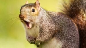 15 Animals You Can’t Relocate from Your Property—Even If You Want To 1 15 Animals You Can’t Relocate from Your Property—Even If You Want To - grey squirrel yawning ss2479240989