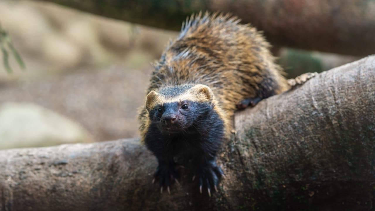 Don't Be Fooled: These 13 Animals May Look Like Ferrets, but They're Not 12 Don't Be Fooled: These 13 Animals May Look Like Ferrets, but They're Not - grison ss2426649843